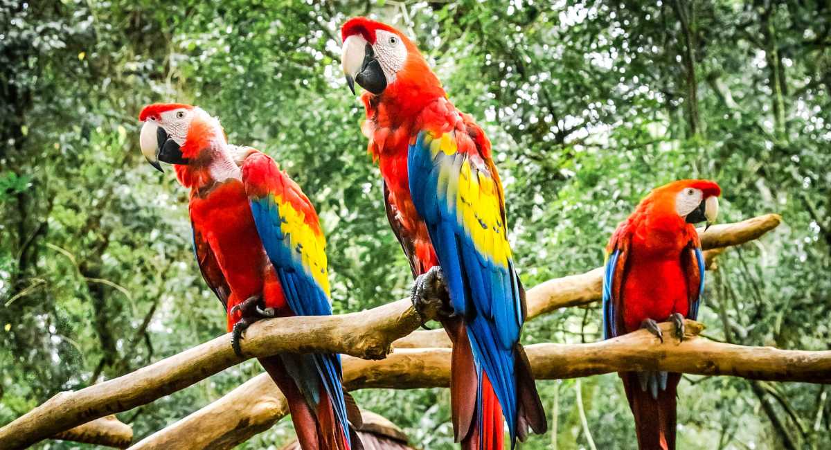 Centro Ecoturistico Las Guacamayas En Chiapas