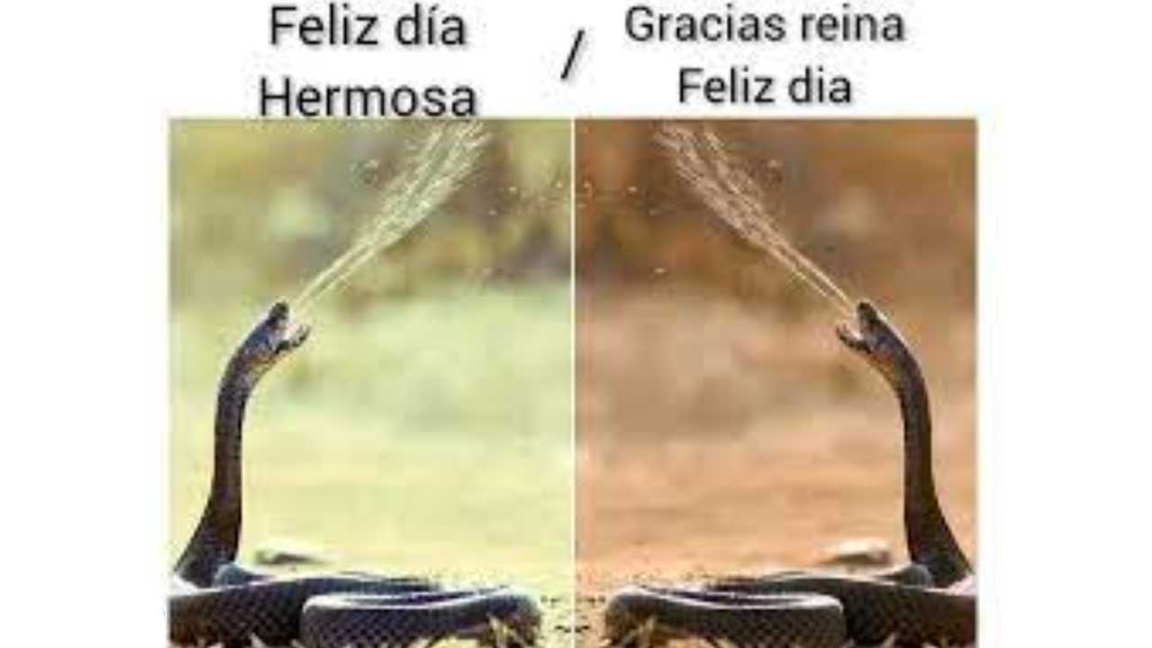 Dia Mundial De La Serpiente