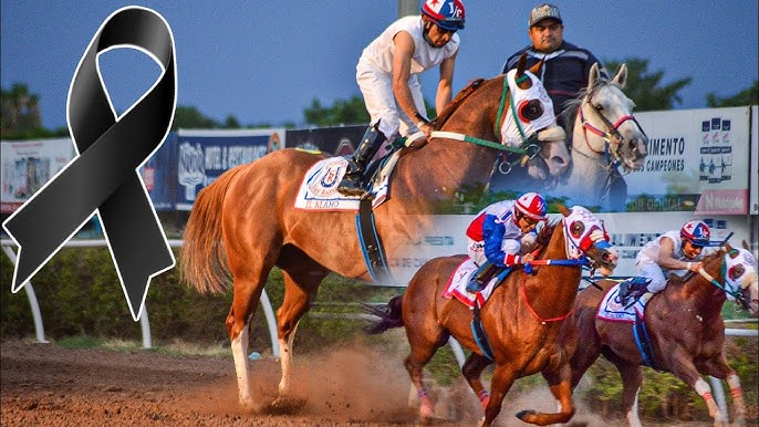 La emotiva historia de superación de «el payaso»: de casi ser sacrificado a convertirse en leyenda del hipismo la revista del sureste mx El Payaso El Caballo De Carreras Mas Famoso De Culiacan