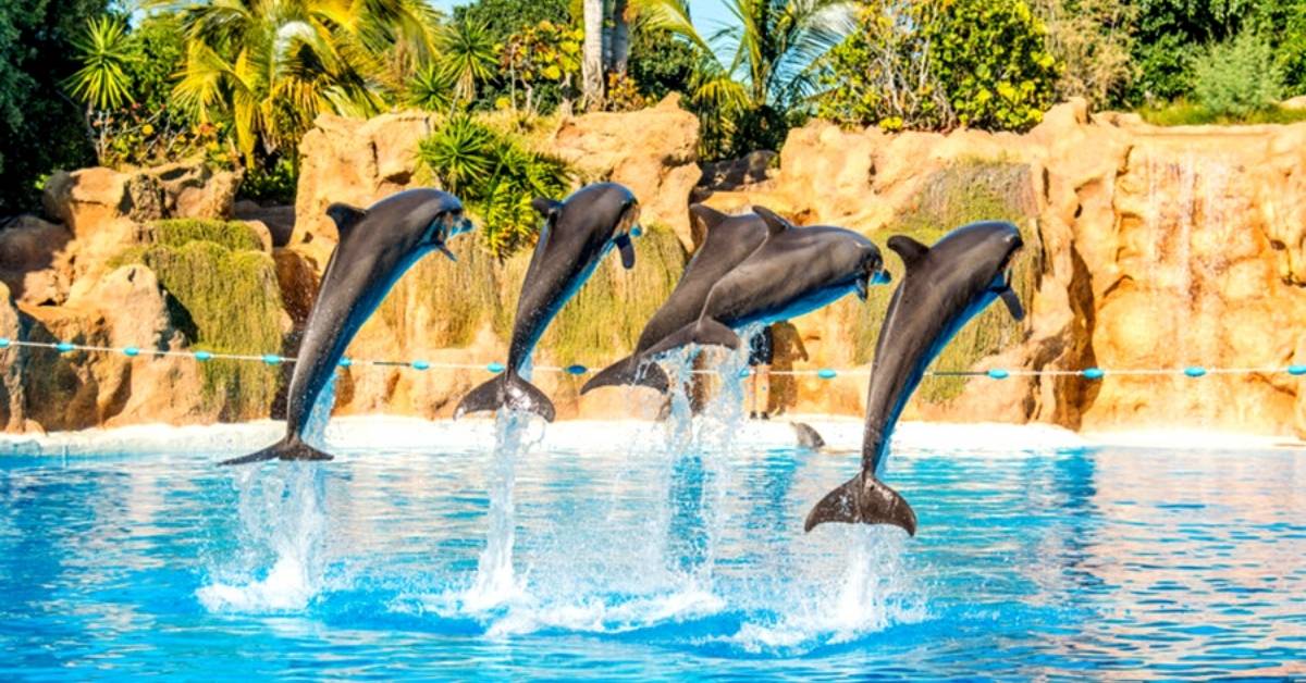 Celebra el Día Mundial de las Ballenas y los Delfines: Lugares para nadar con delfines en Cancún