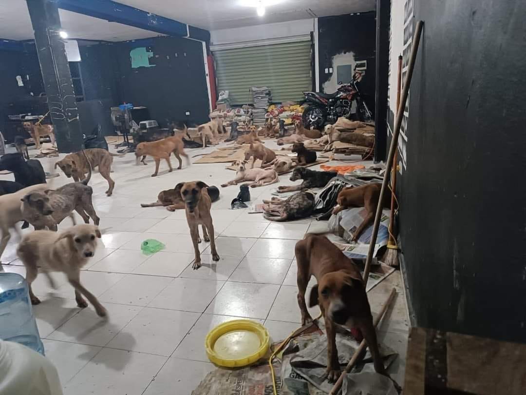 Mujer Salvo A 200 Perros Del Huracan Beryl
