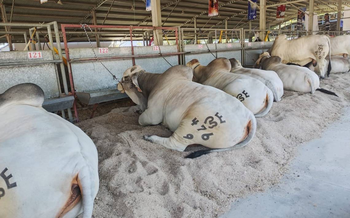 Presentan La Cartelera De La Expo Feria Ganadera 2024