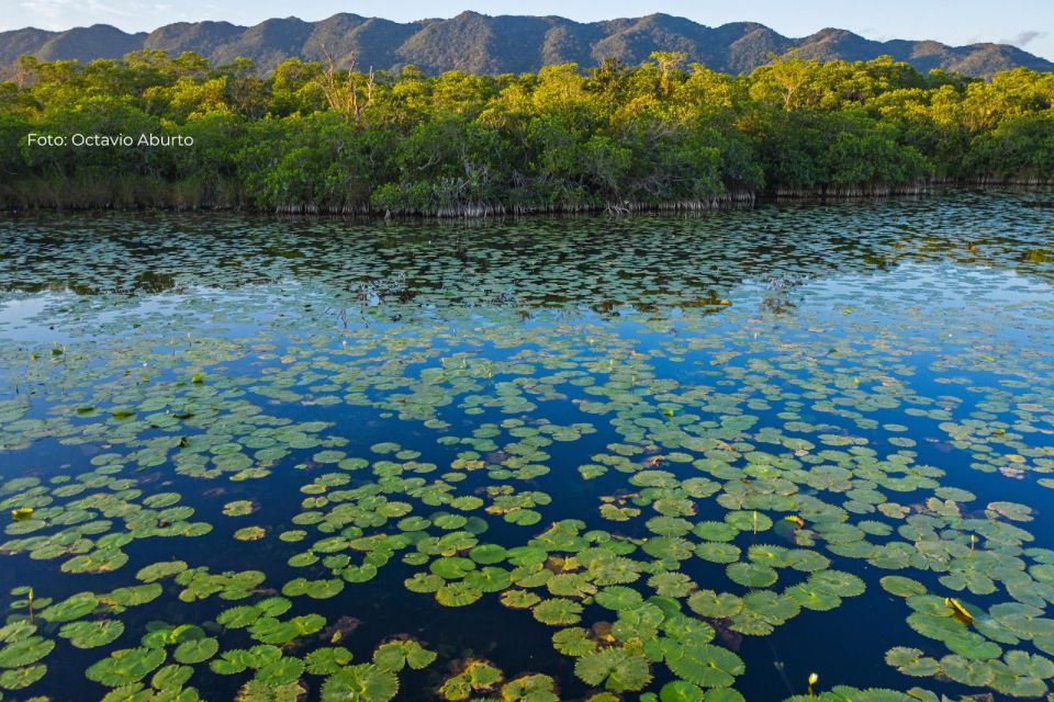 Reserva de la Biosfera Wanha’: Un manglar único en el corazón de Tabasco