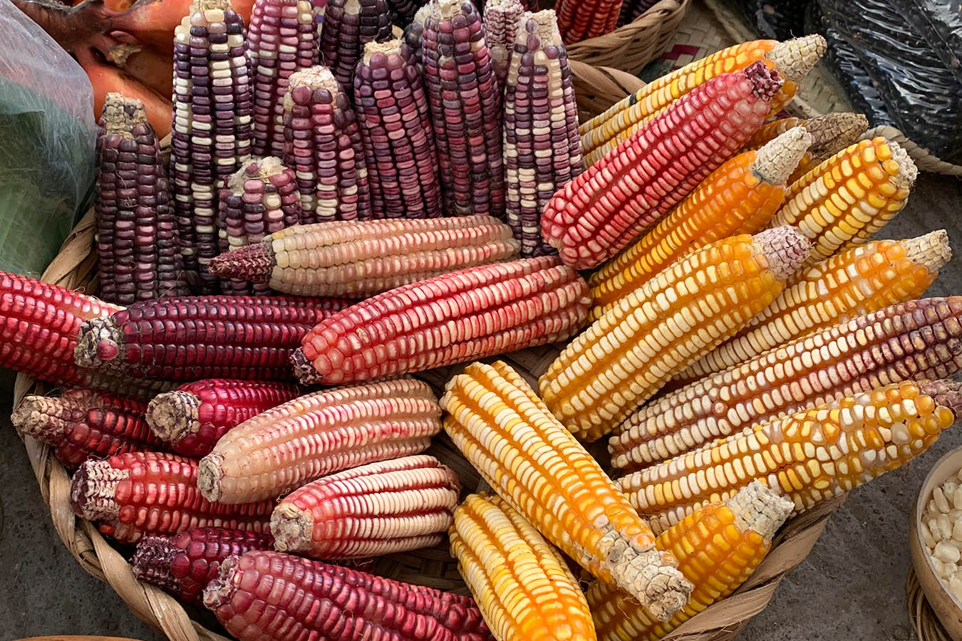 Convocan Al Primer Festival Gastronomico Del Maiz Rescatando Sabores Ancestrales En Ocosingo Chiapas