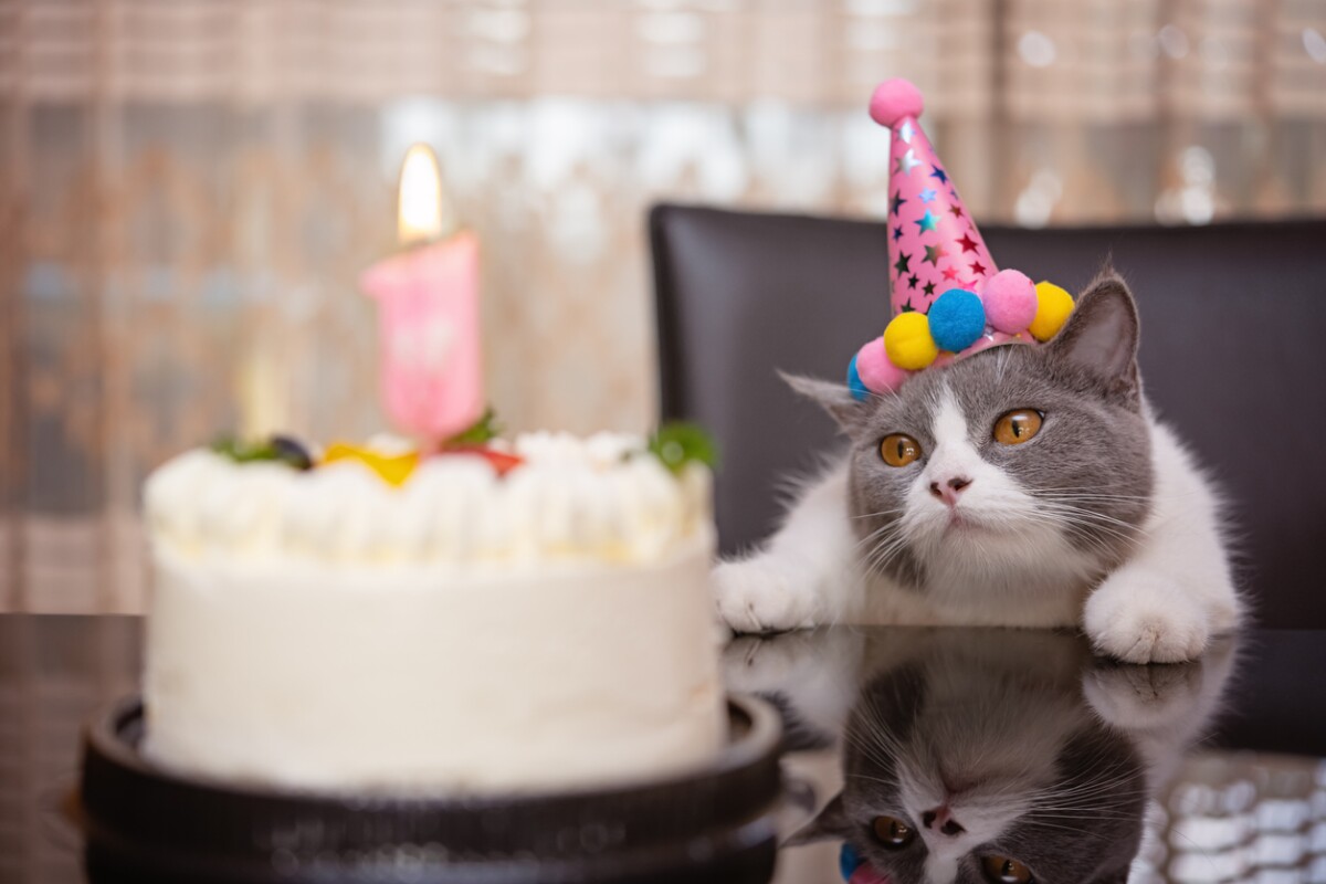 Día Internacional del Gato: Celebrando a nuestros compañeros felinos y promoviendo su bienestar