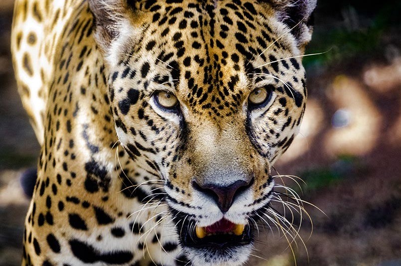 Encuentran A Un Jaguar Decapitado En Campeche