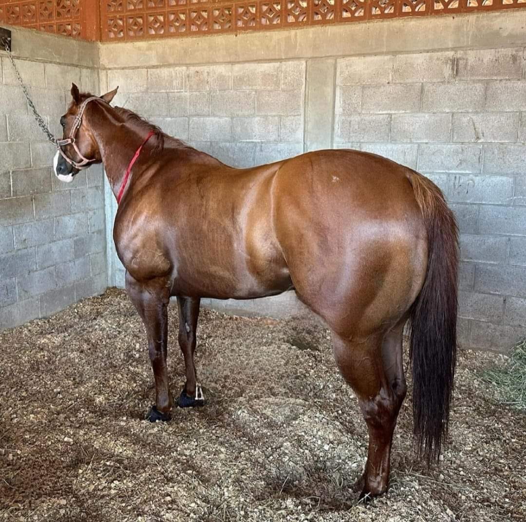 "El Peligro": El caballo más rápido de México se prepara para el desafío del año