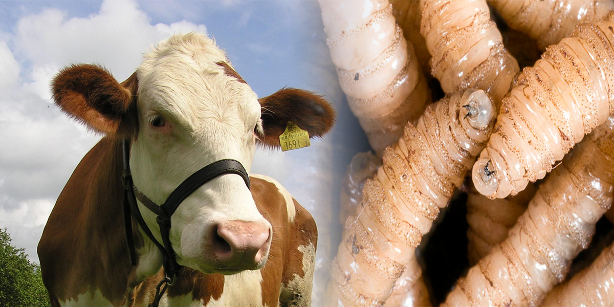 Alerta En El Sector Ganadero Detectan Gusano Barrenador En Chiapas Un Desafio Para La Salud Animal En
