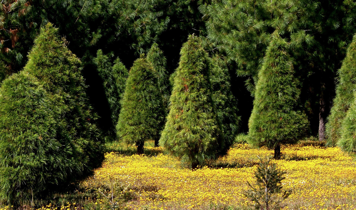 ¿Por qué elegir un pino natural mexicano esta Navidad? Una opción sustentable y consciente