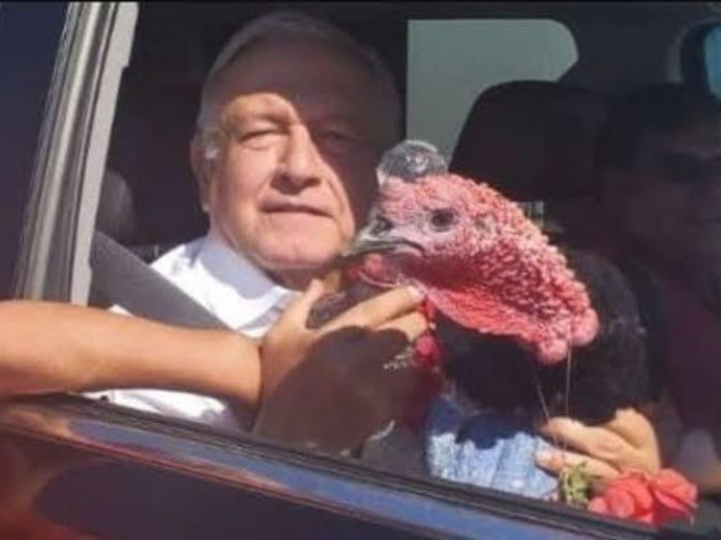 Fallece Simon El Guajolote Presidencial Que Amlo Recibio En