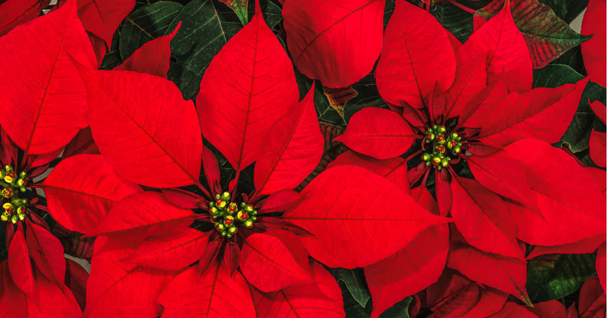 Nochebuena La Flor Que Ilumina La Navidad Con Tradicion Y Color