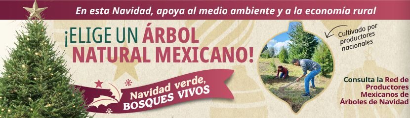 Por Que Elegir Un Pino Natural Mexicano Esta Navidad Una Opcion Sustentable Y Consciente E1733339258479