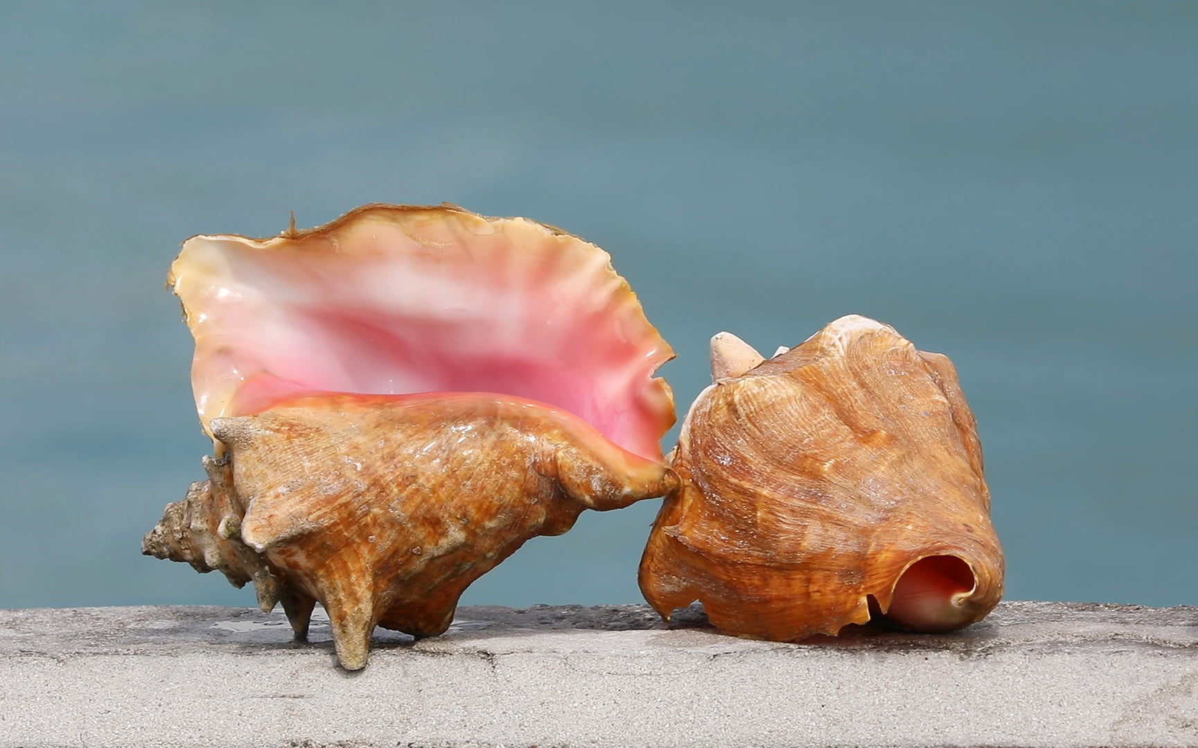 Caracol rosa: El tesoro maya del caribe en peligro de desaparecer