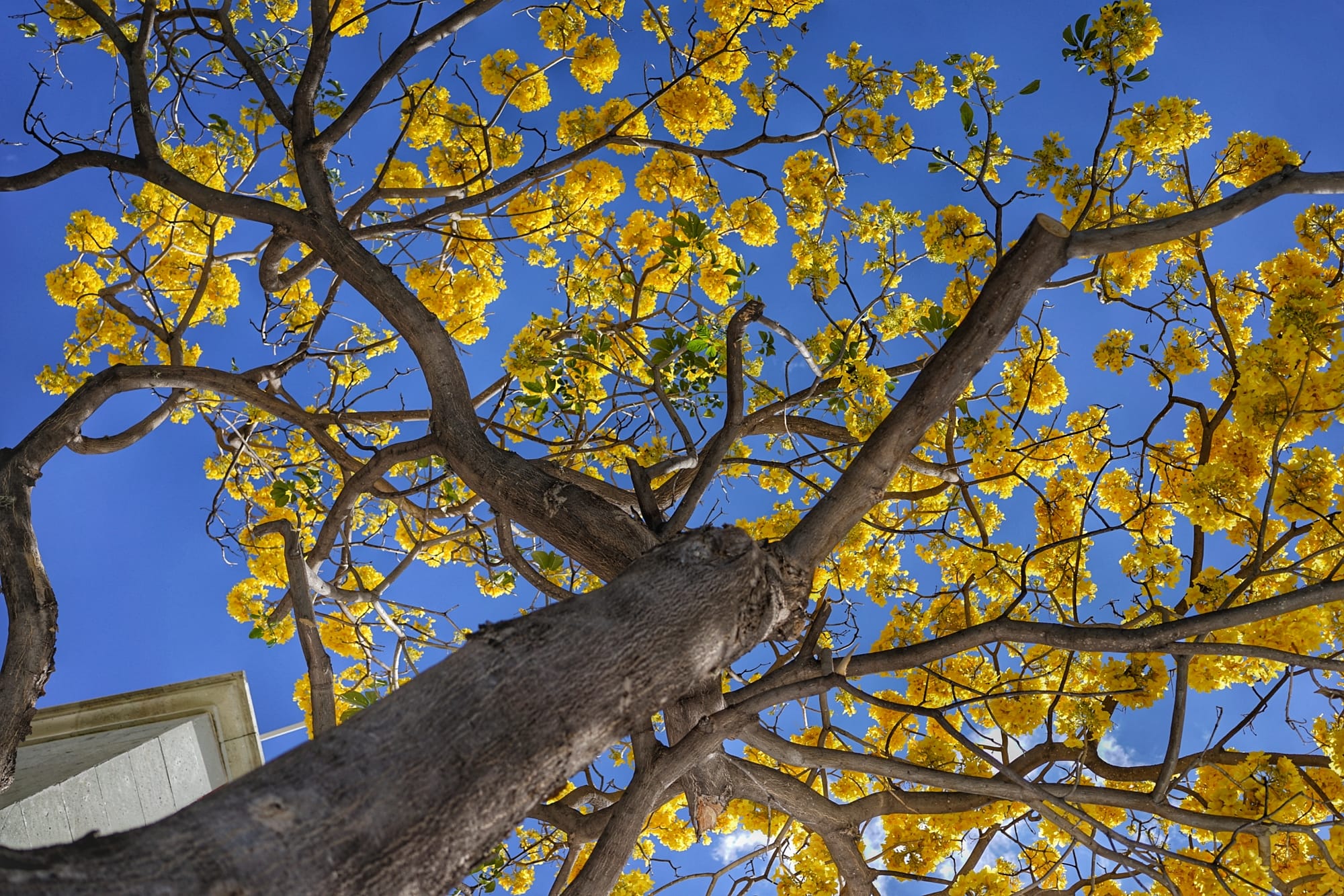 El Guayacan Amarillo Un Espectaculo Natural Que Embellece Las Calles De
