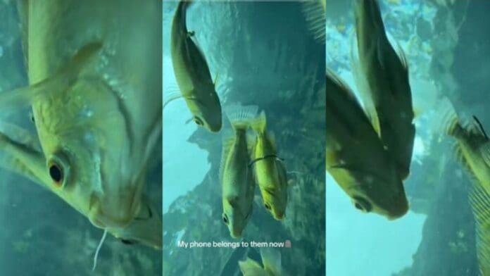 Un Cenote En Tulum Qroo Revela Imagenes Inesperadas Tras Caida De Un Celular