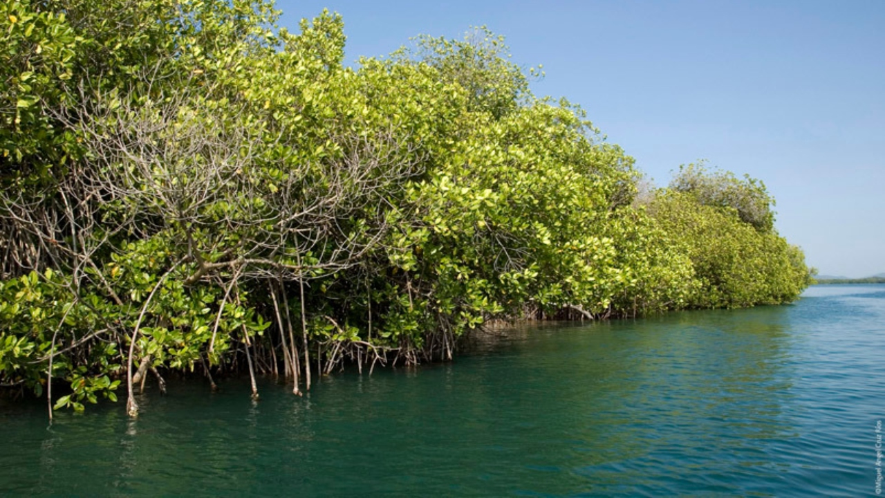 Campeche refuerza la conservación de manglares con proyectos de restauración