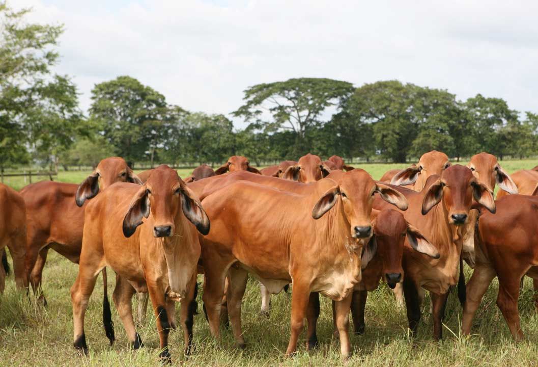 Veracruz blindará cabezas de ganado con campaña de vacunación la revista del sureste mx Cabezas De Ganado