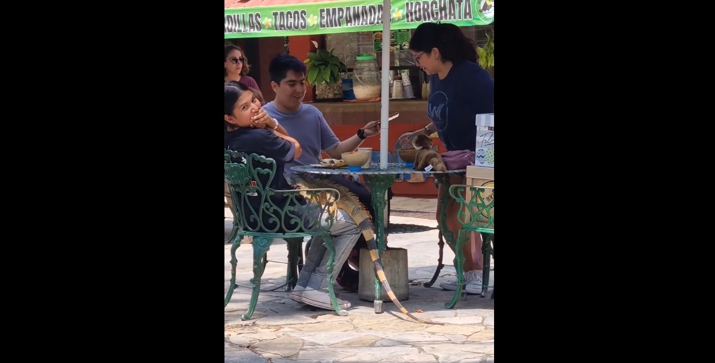 Iguana sorpresiva: joven es interrumpida mientras comía en el zoomat en chiapas la revista del sureste mx Chiapas 8