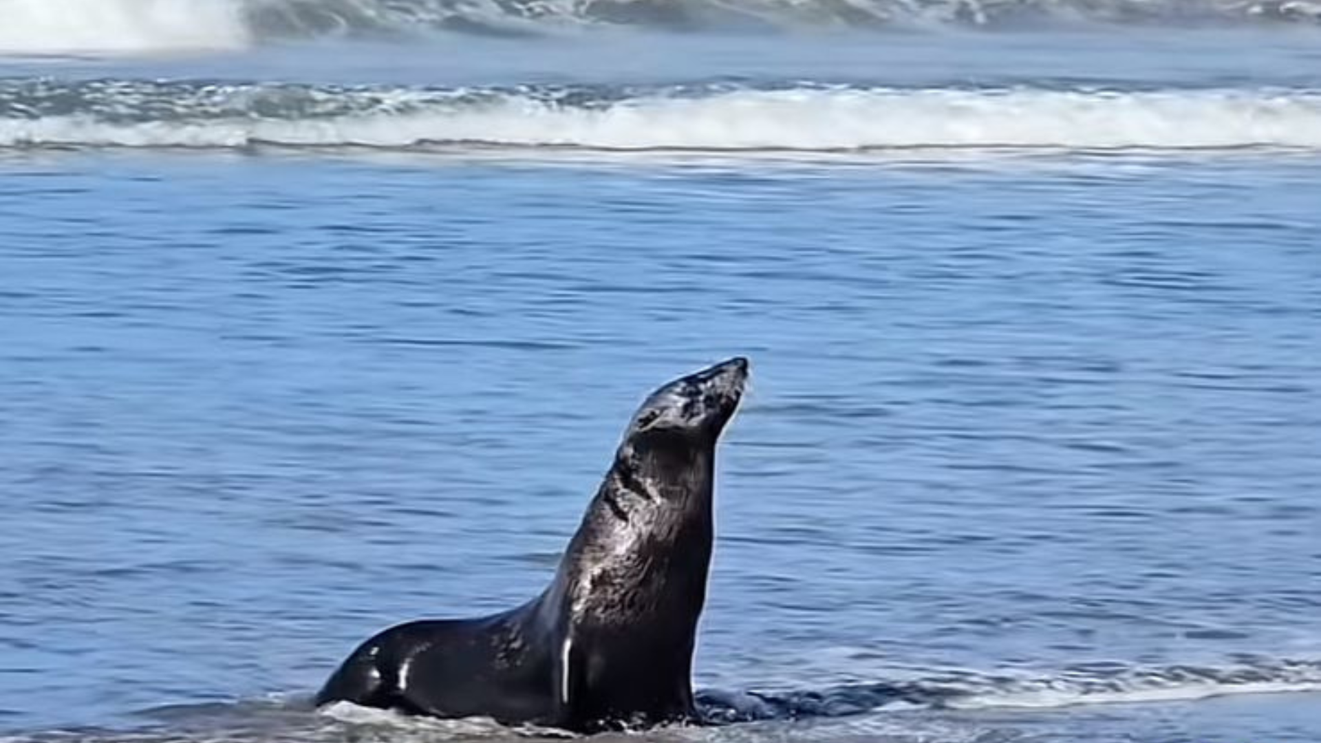 ¡sorprendente! Lobo marino aparece en chiapas, lejos de su hábitat natural la revista del sureste mx Loboo