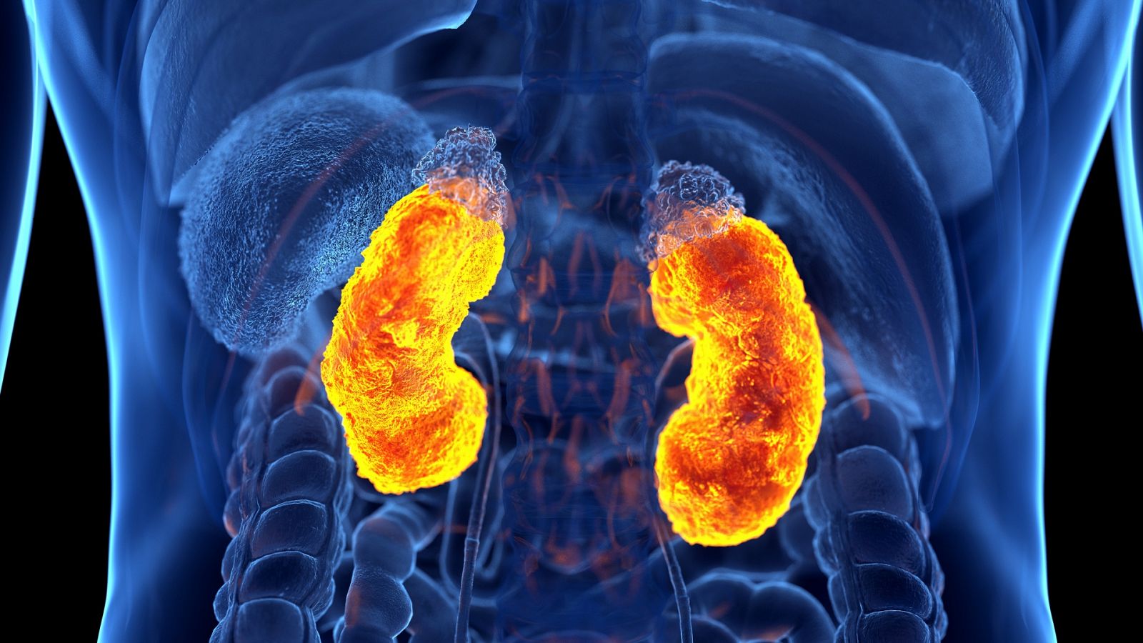 Día Mundial del Riñón 2025: claves para prevenir enfermedades renales y cuidar tu salud