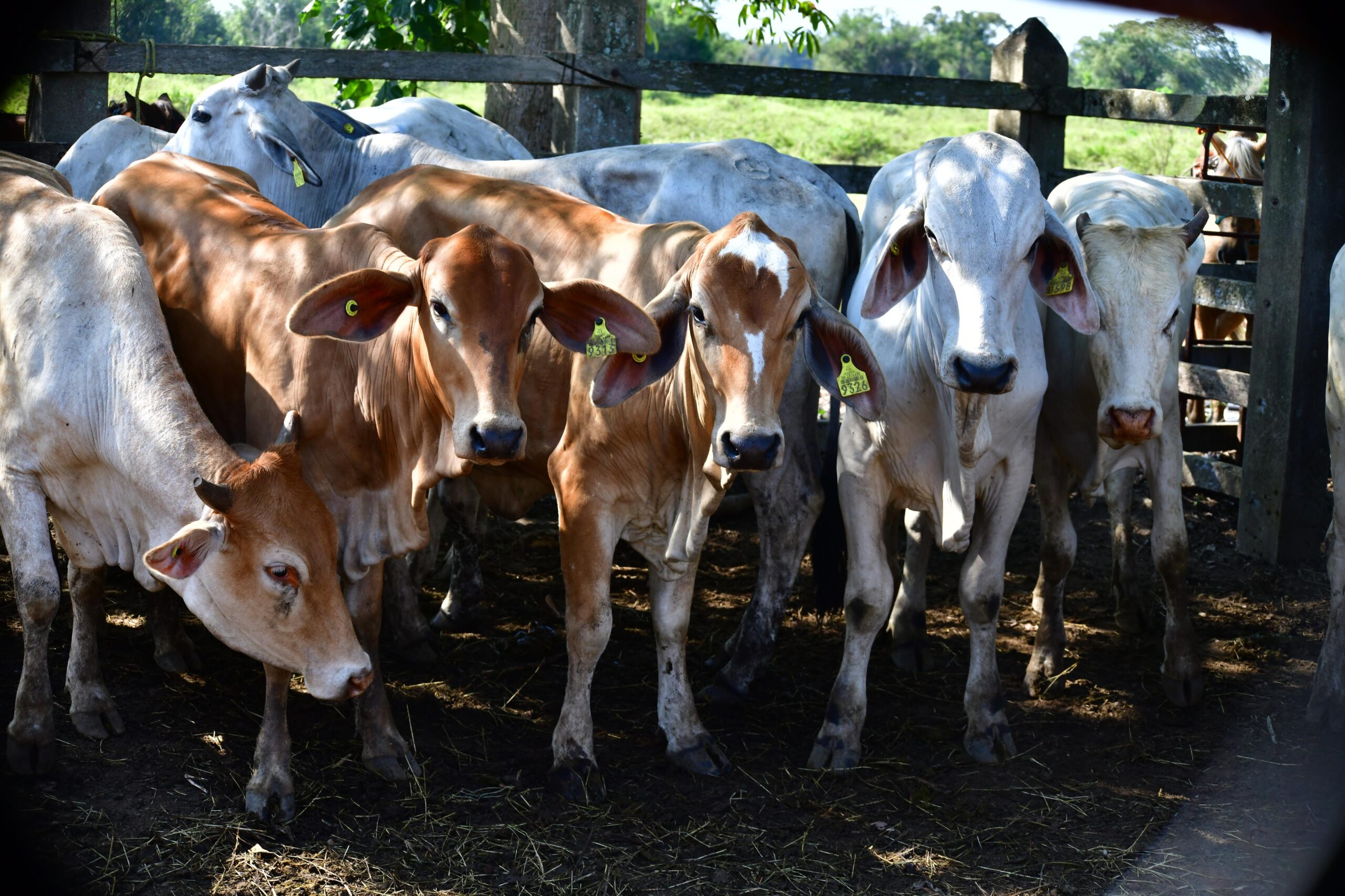 Tabasco continúa fortaleciendo a productores con Programa Crédito Ganadero a la Palabra