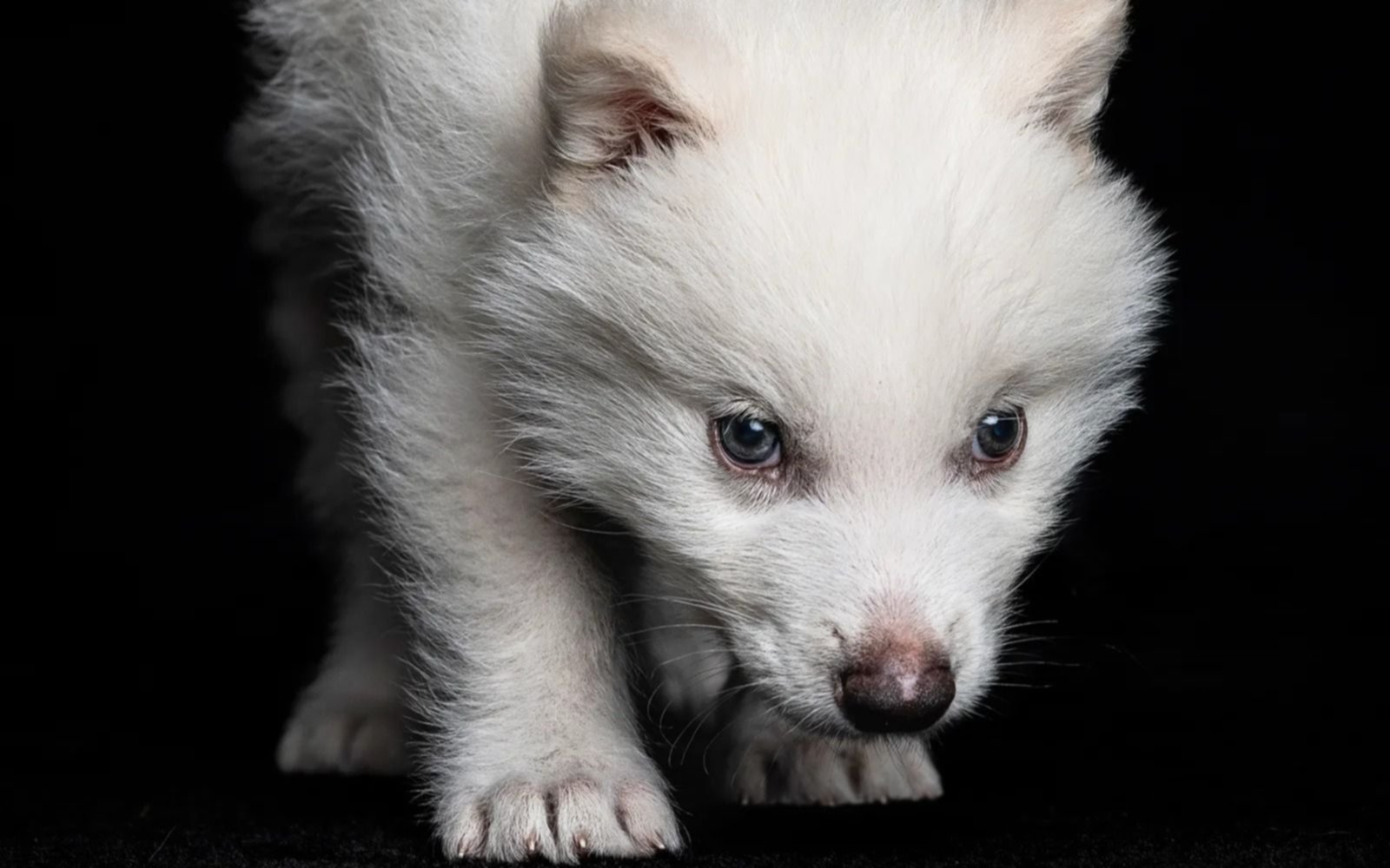 Renace "lobo terrible": científicos reviven especie extinta hace 10,000 años usando ADN fósil