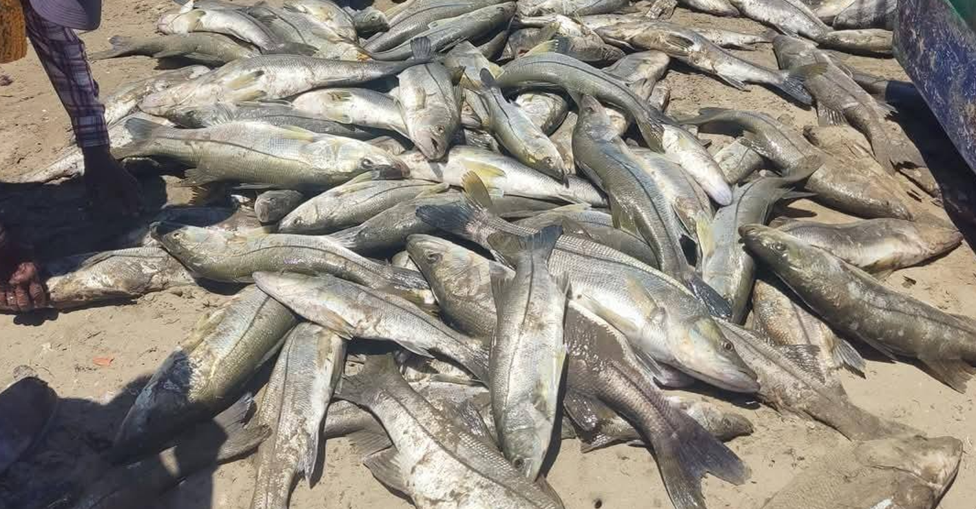 ​Milagro de Semana Santa: Capturan 4 toneladas de robalo tras 100 días sin pesca​