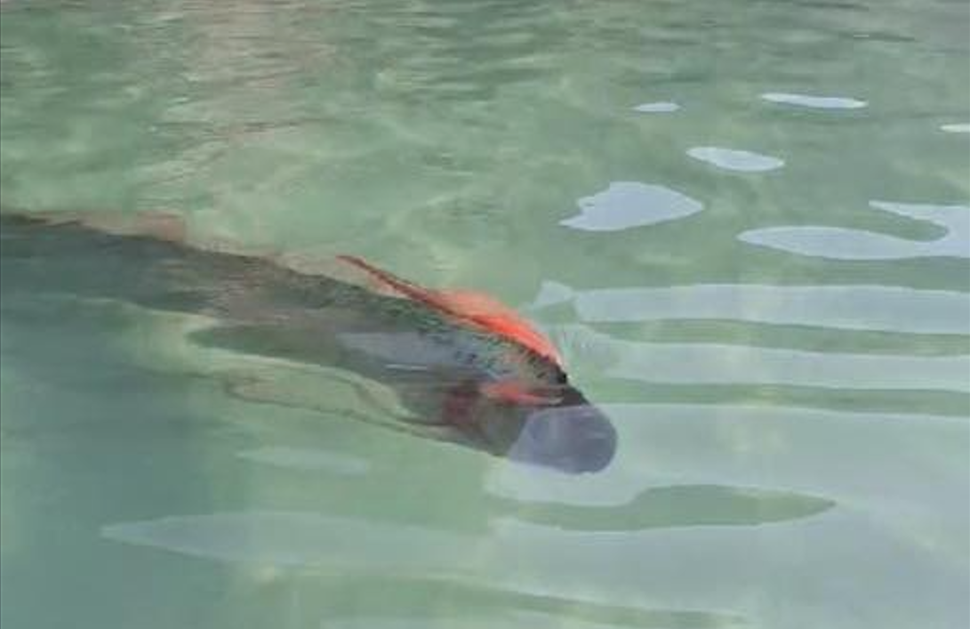 Captan a pez remo en Baja California Sur