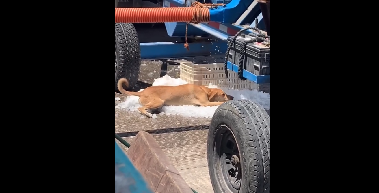 Perritohielo