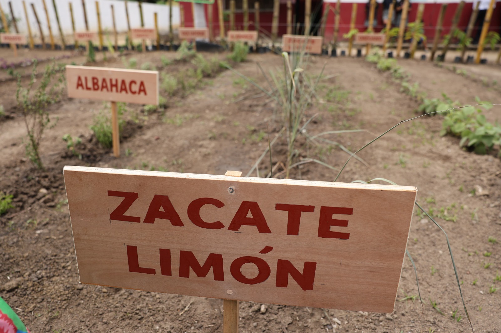 Anuncia may jornada estatal de reforestación con siembra de 10 millones de árboles frutales y maderables la revista del sureste mx Jmr 3