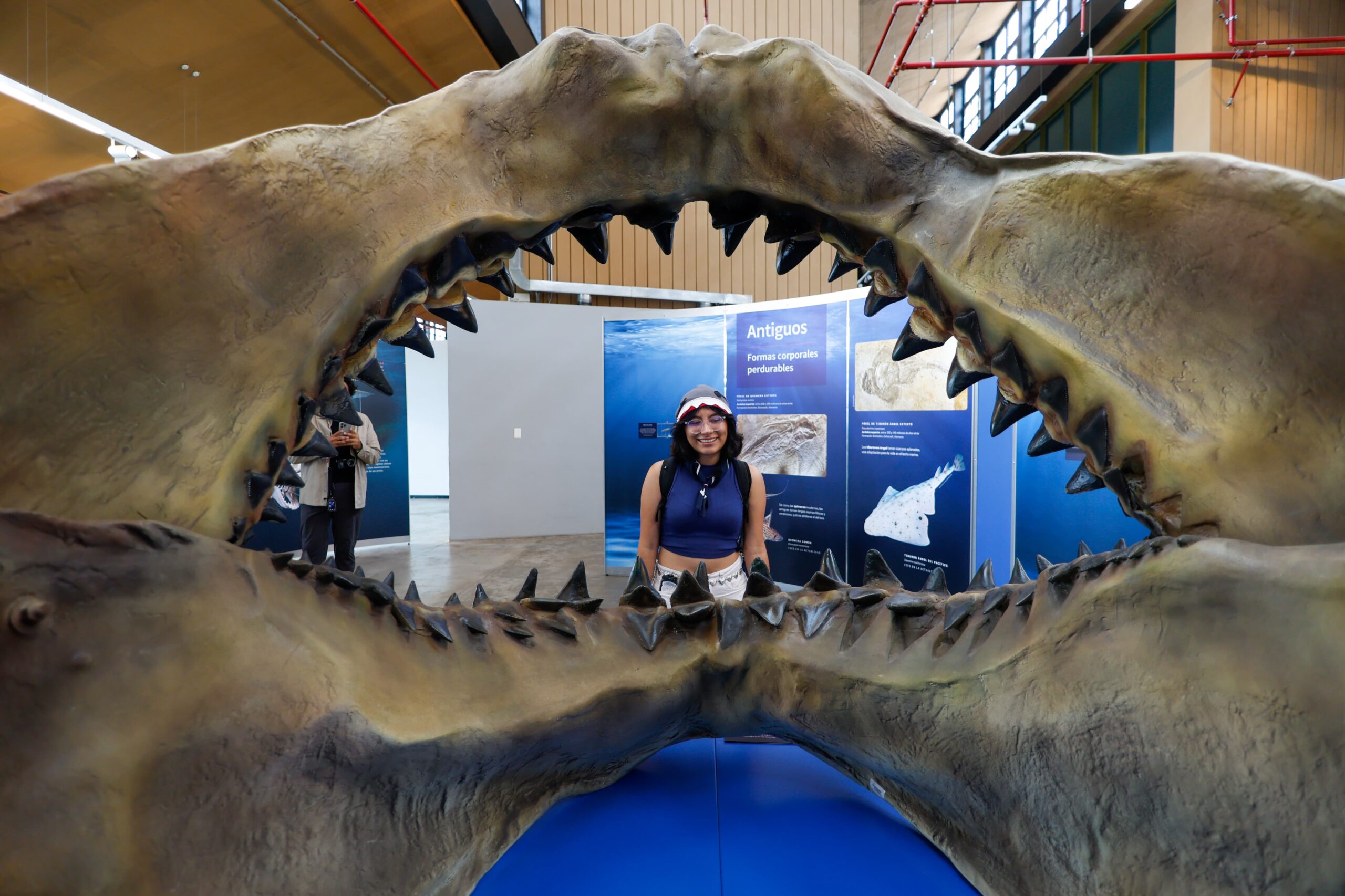Inauguran cultura cdmx y fundación coppel “tiburones” del museo americano de historia natural la revista del sureste mx Culturacdmx 2 Scaled