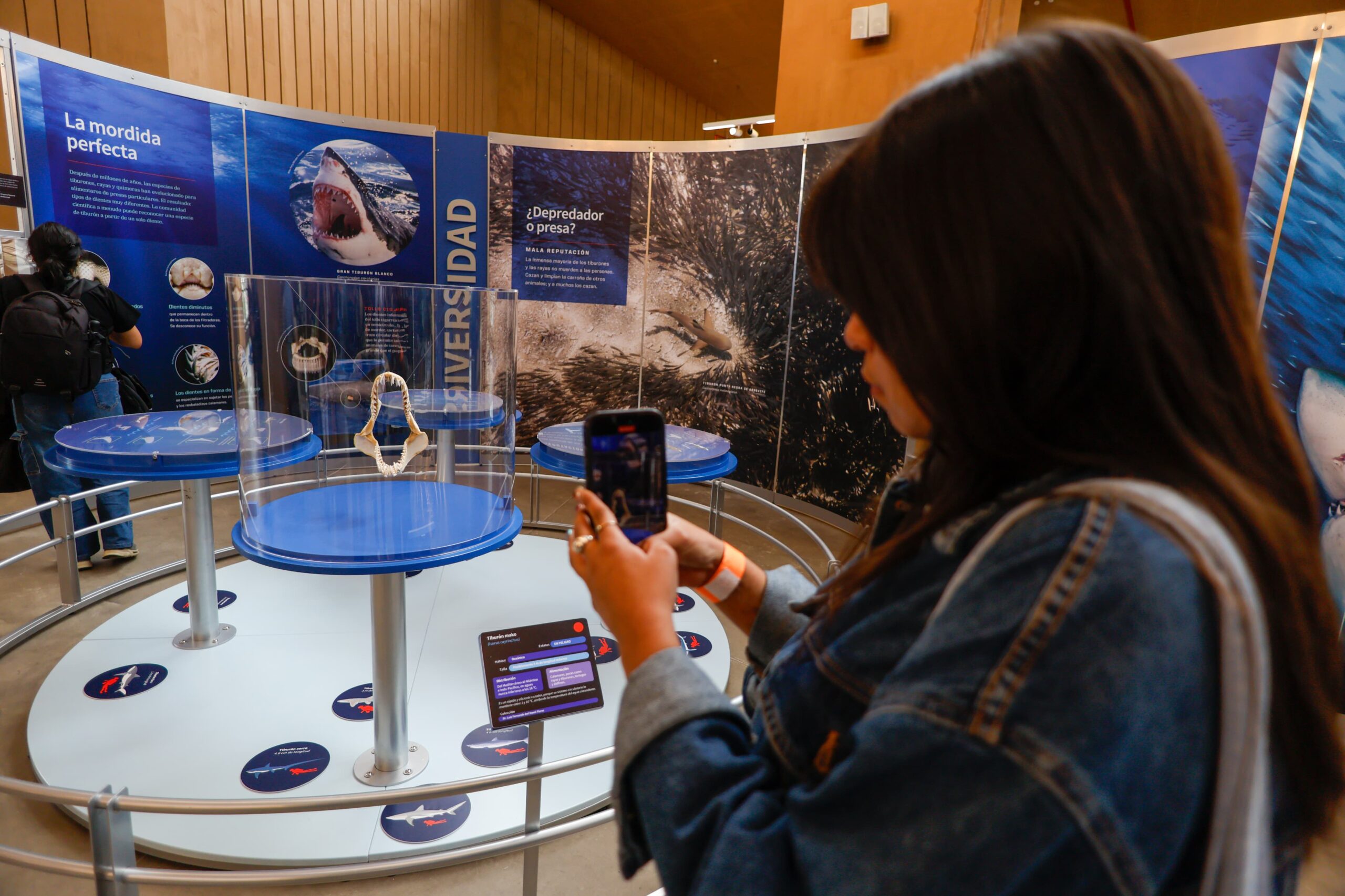 Inauguran cultura cdmx y fundación coppel “tiburones” del museo americano de historia natural la revista del sureste mx Culturacdmx 4 Scaled