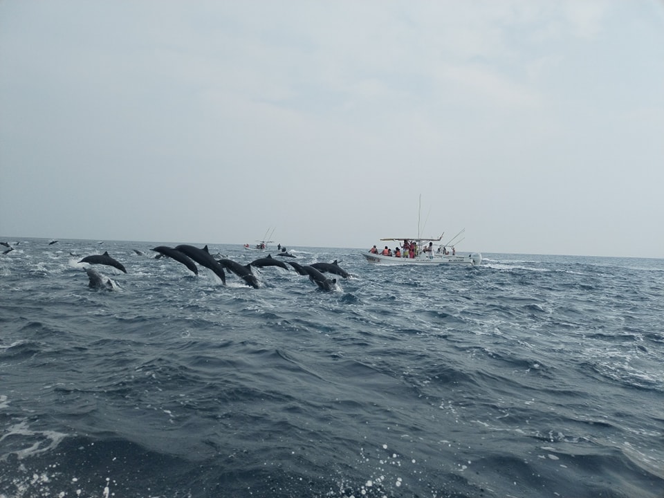 Turistas captan espectacular aparición de delfines en puerto escondido, oaxaca la revista del sureste mx Delfines 2