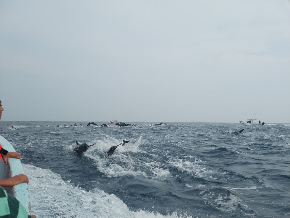 Turistas captan espectacular aparición de delfines en puerto escondido, oaxaca la revista del sureste mx Delfines 3