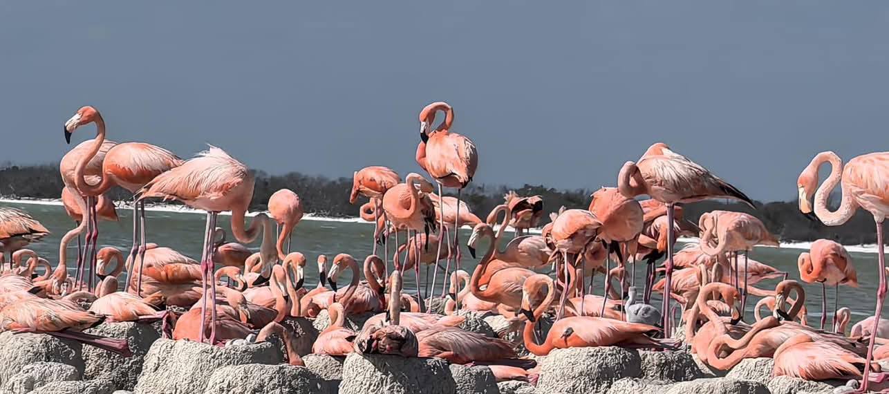 Flamencos 1