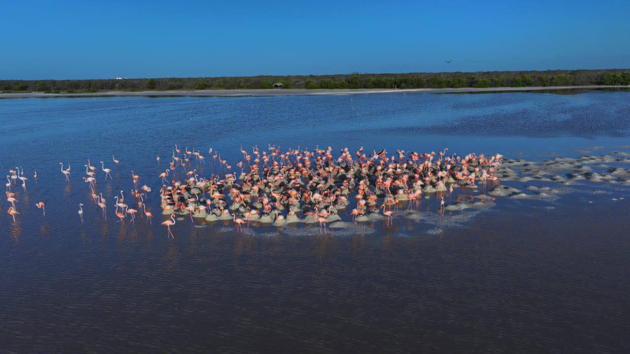 Flamencos 3