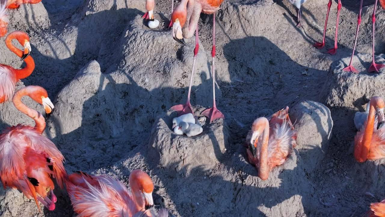 Flamencos 4