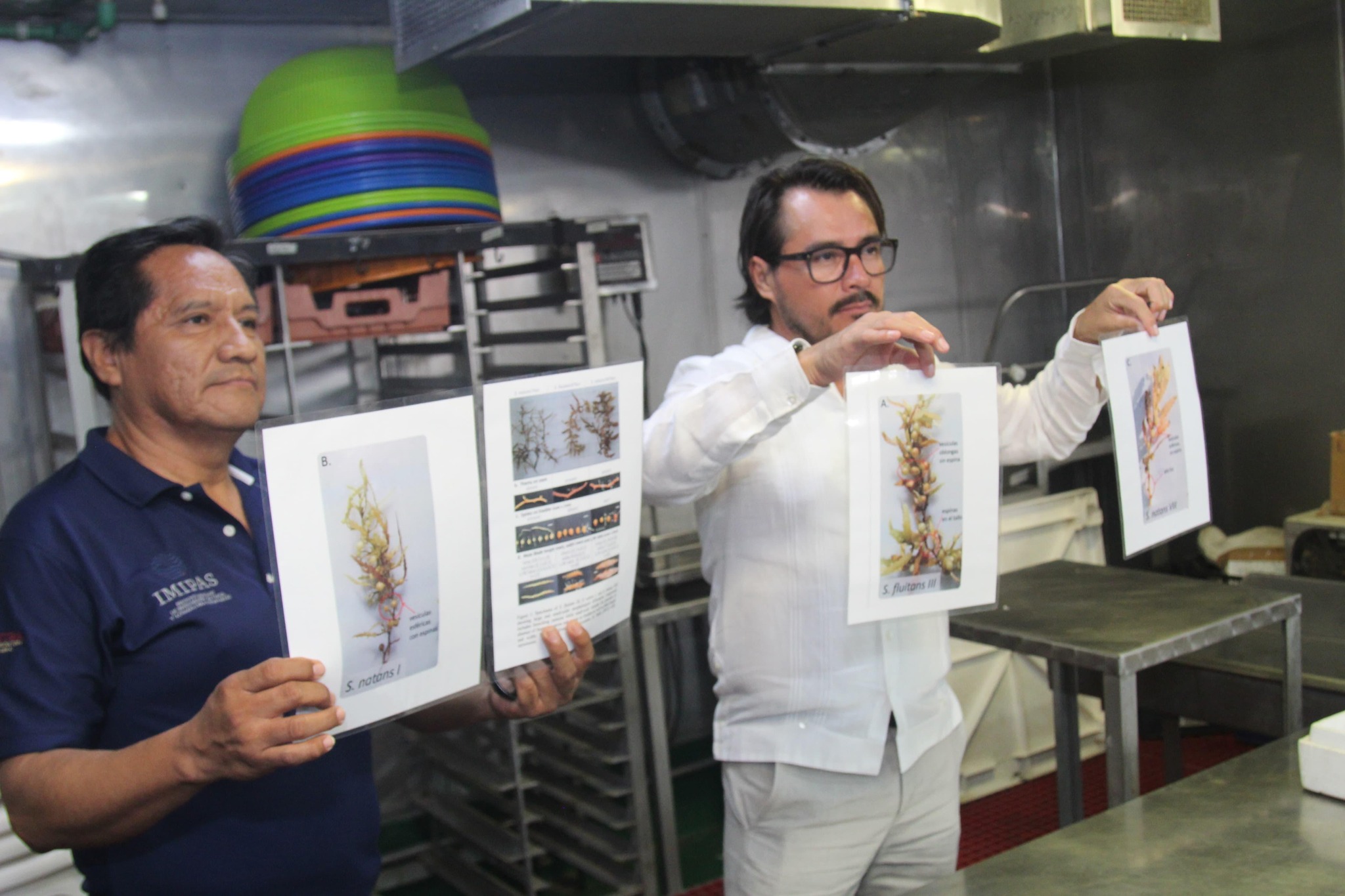 México lanza estudio científico para entender y transformar el sargazo del caribe la revista del sureste mx Sargazo 4