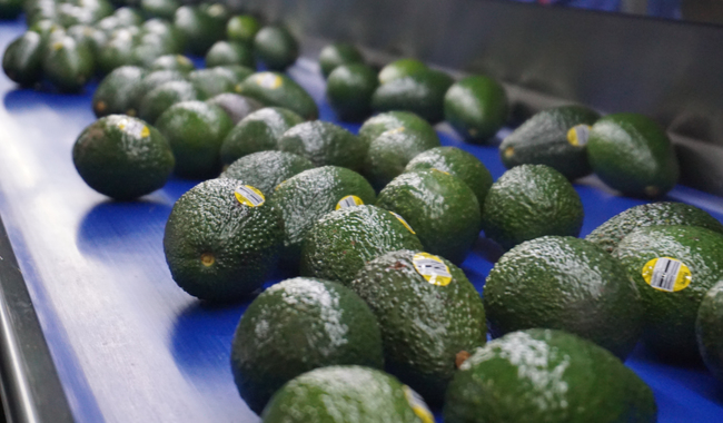 México abre las puertas de brasil al aguacate hass con acuerdo de exportación la revista del sureste mx Aguacatee 1