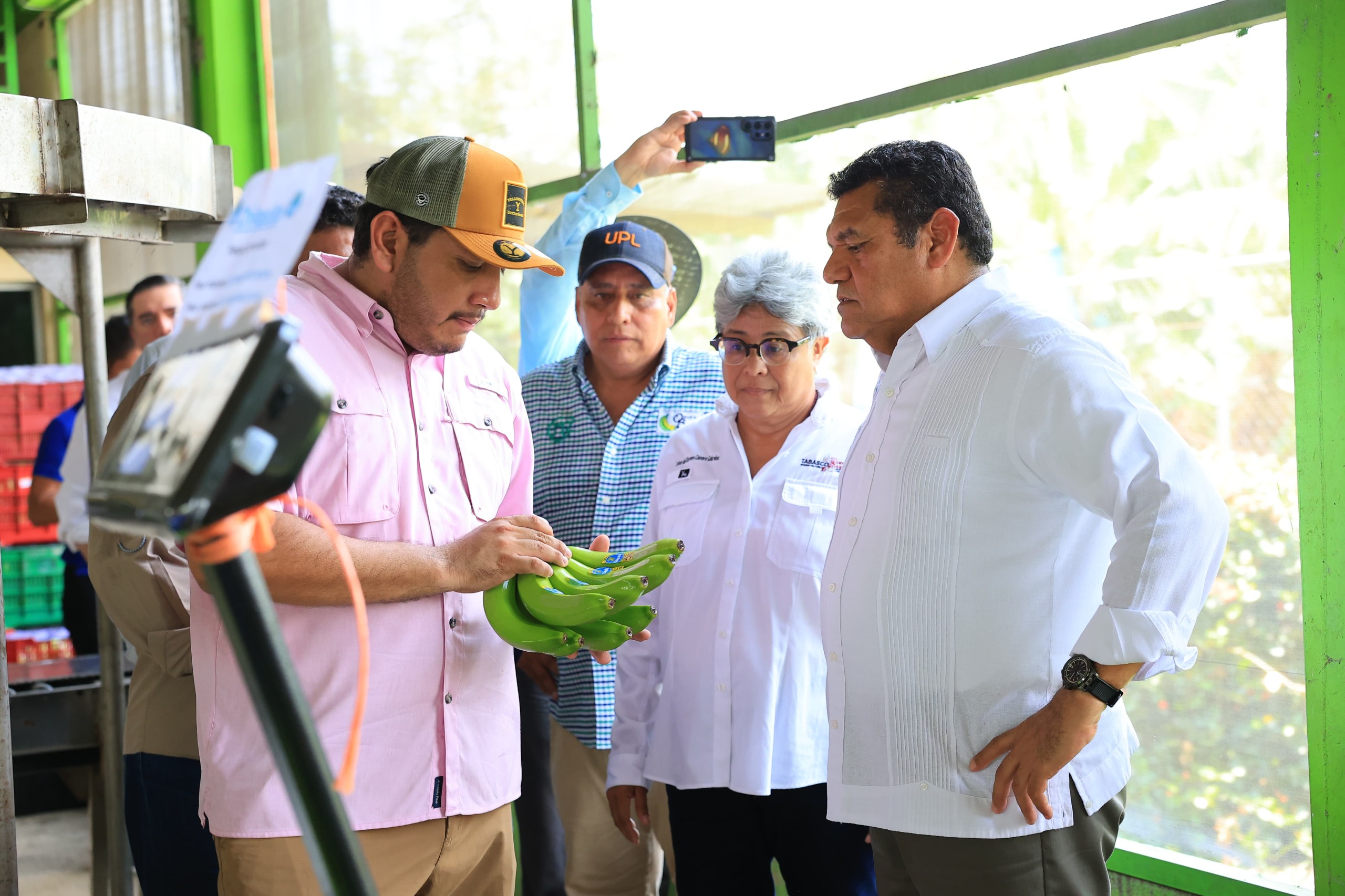 Tabasco recupera finca productiva y proyecta su banano al mercado internacional la revista del sureste mx Banano 4