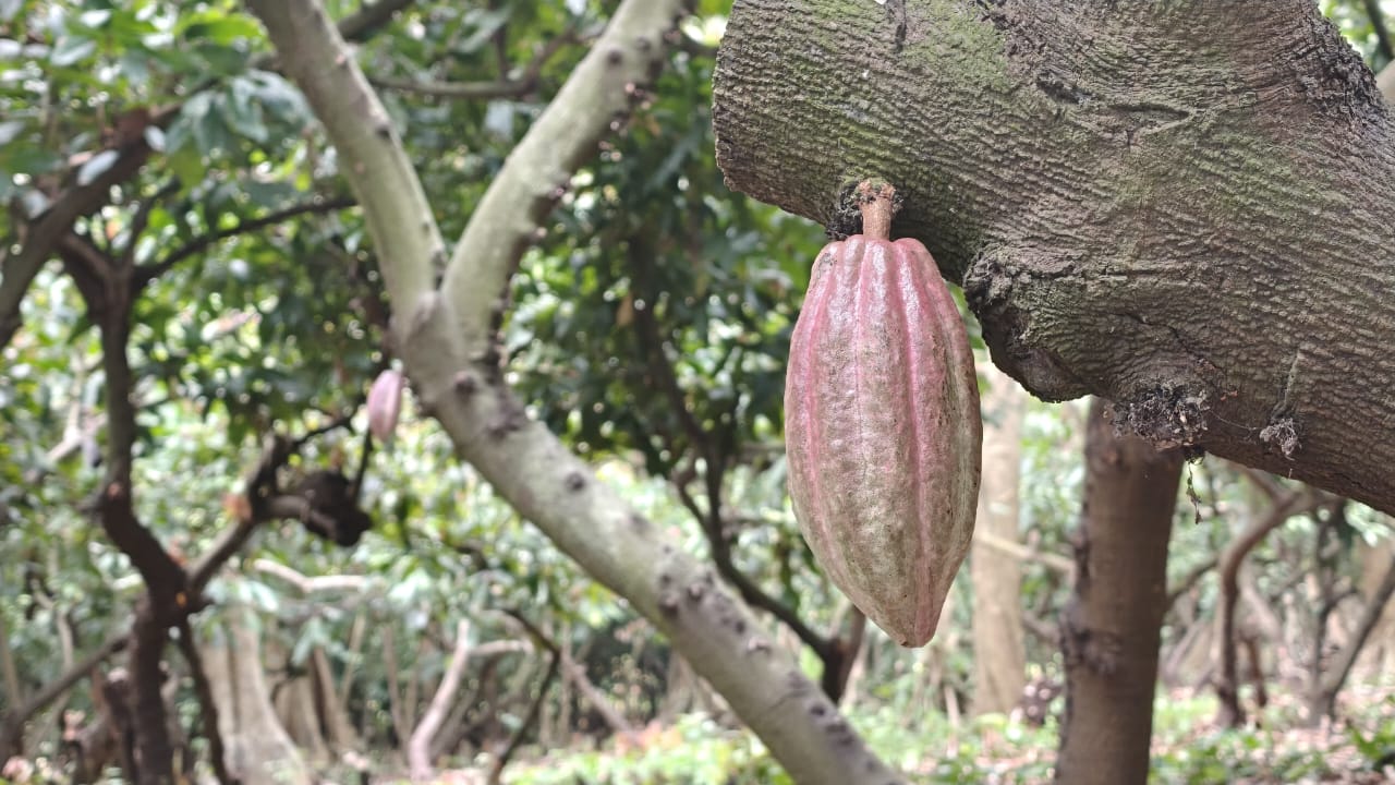 Tabasco impulsa rescate genético del cacao en la “Finca El Morralero”.