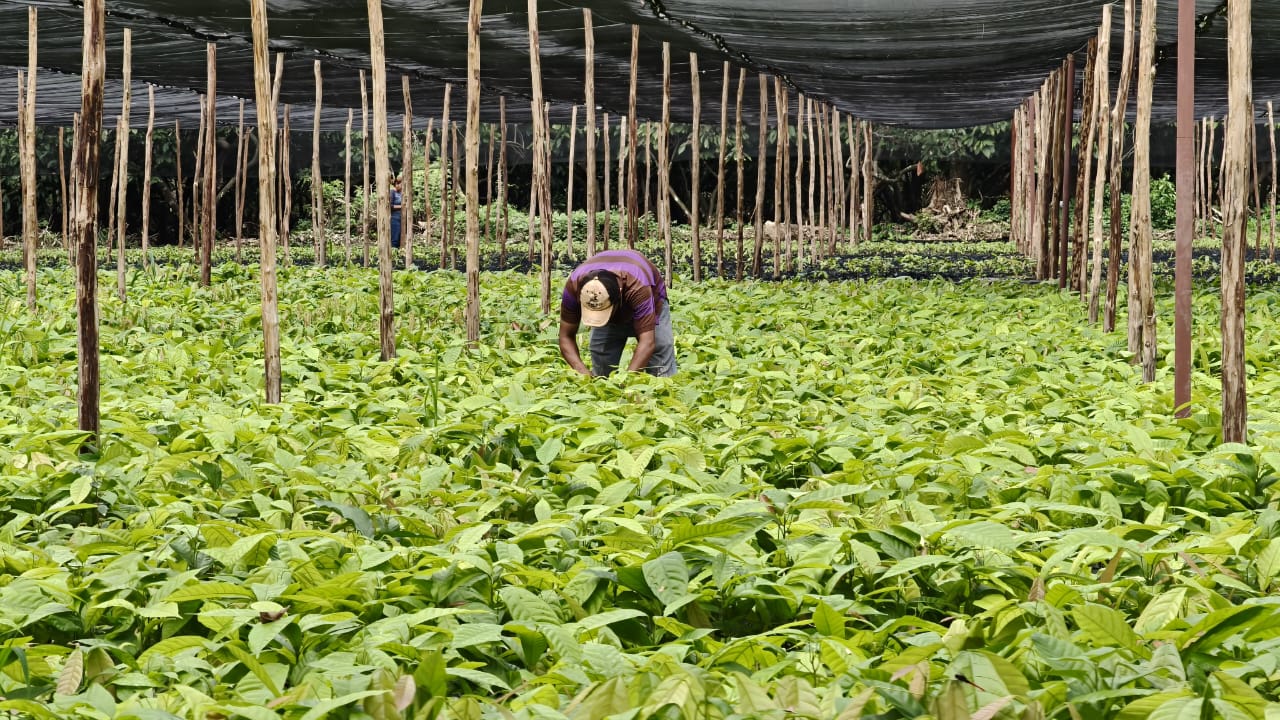 Tabasco impulsa rescate genético del cacao en la “finca el morralero”. La revista del sureste mx Cacao 2