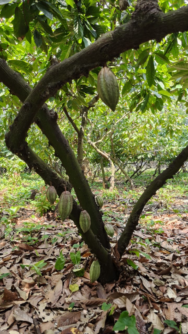 Tabasco impulsa rescate genético del cacao en la “finca el morralero”. La revista del sureste mx Cacao 3