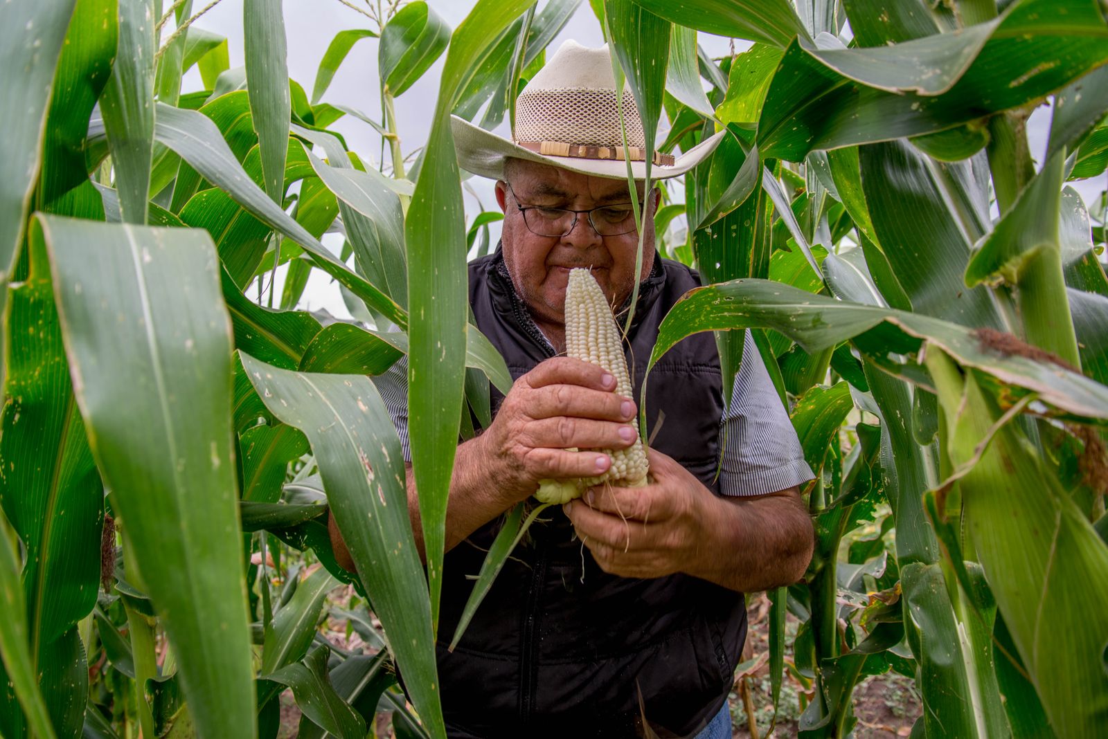 México asegura abasto nacional de maíz blanco con más de 20 millones de toneladas la revista del sureste mx Cosecha 2