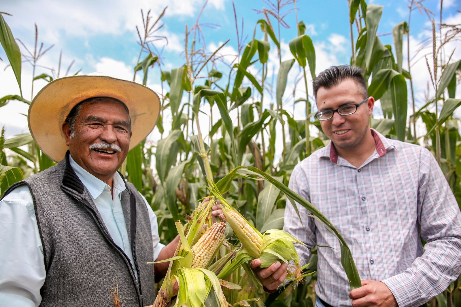 México asegura abasto nacional de maíz blanco con más de 20 millones de toneladas la revista del sureste mx Cosecha 3