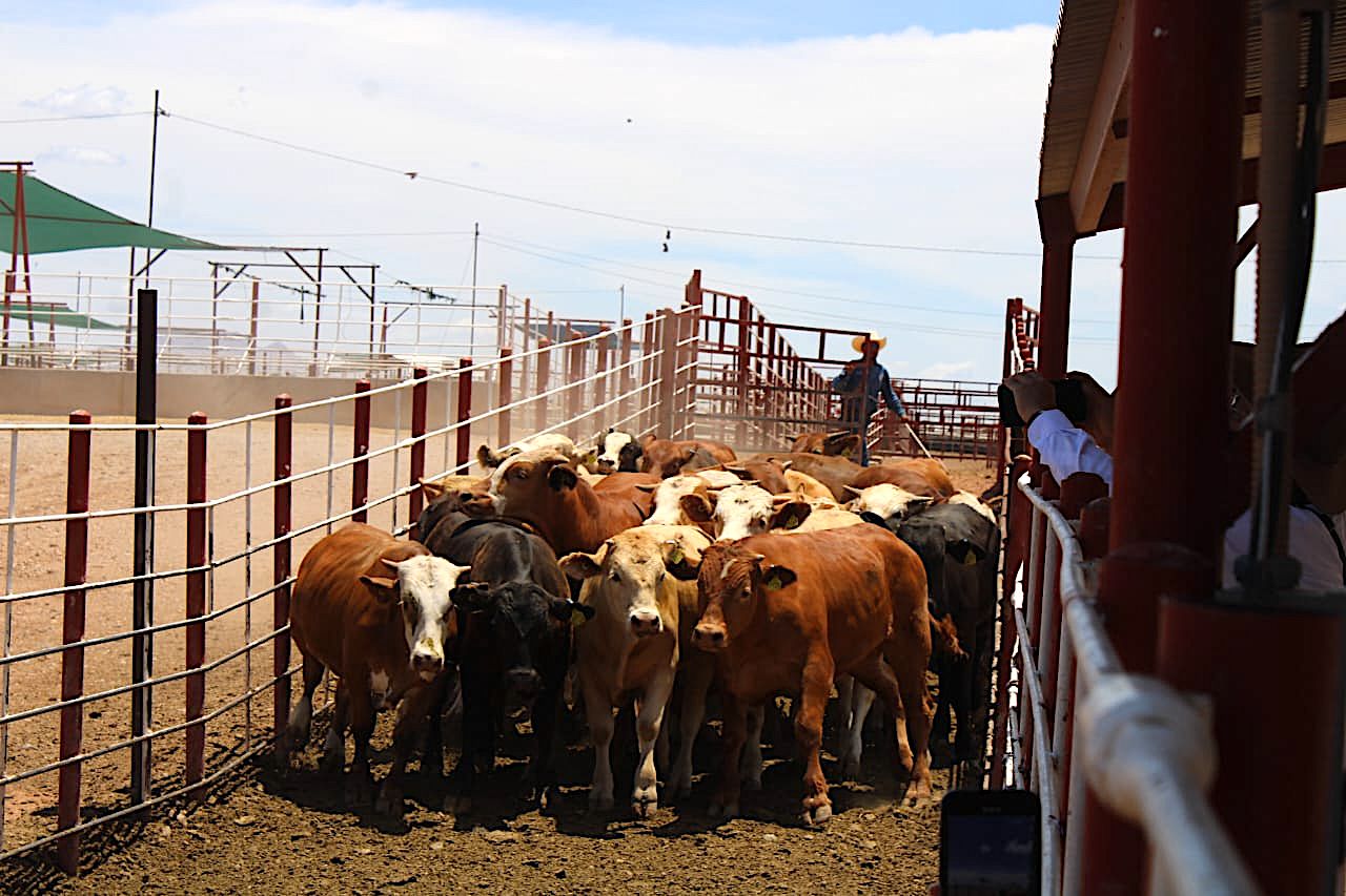 Reanuda méxico exportación de ganado en pie a eu: agricultura la revista del sureste mx Ganado 4