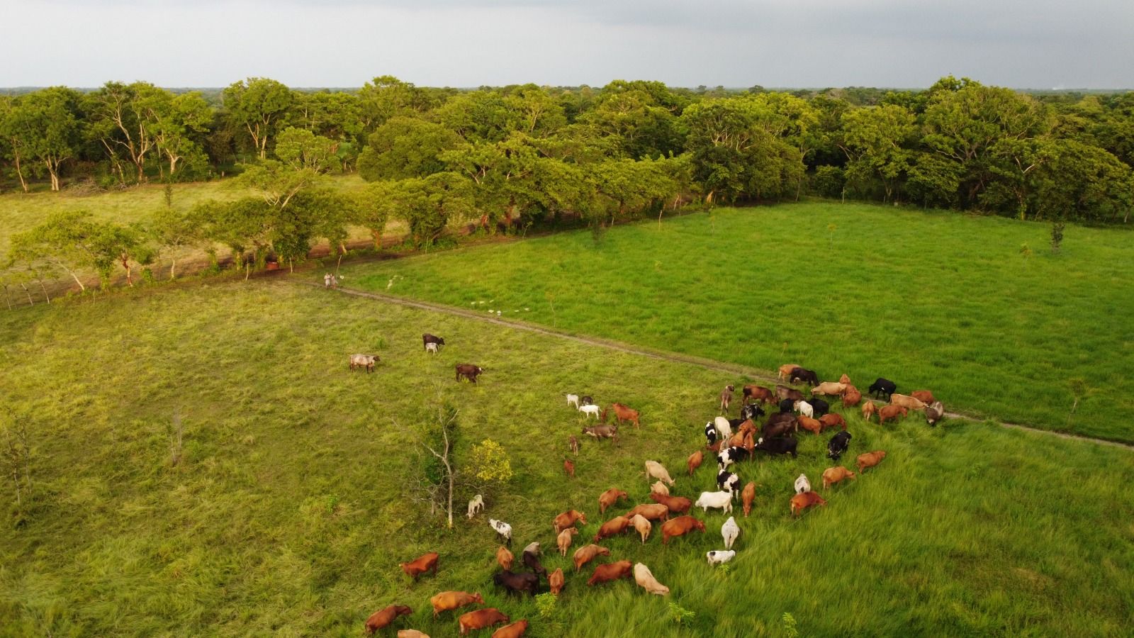 Agricultura y ccac convocan a presentar proyectos para mitigar las emisiones de metano del sector ganadero la revista del sureste mx Ganadoo 2