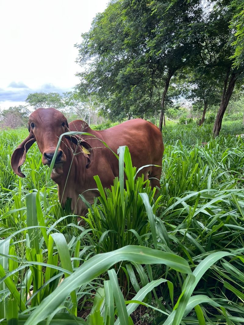 Agricultura y ccac convocan a presentar proyectos para mitigar las emisiones de metano del sector ganadero la revista del sureste mx Ganadoo 3