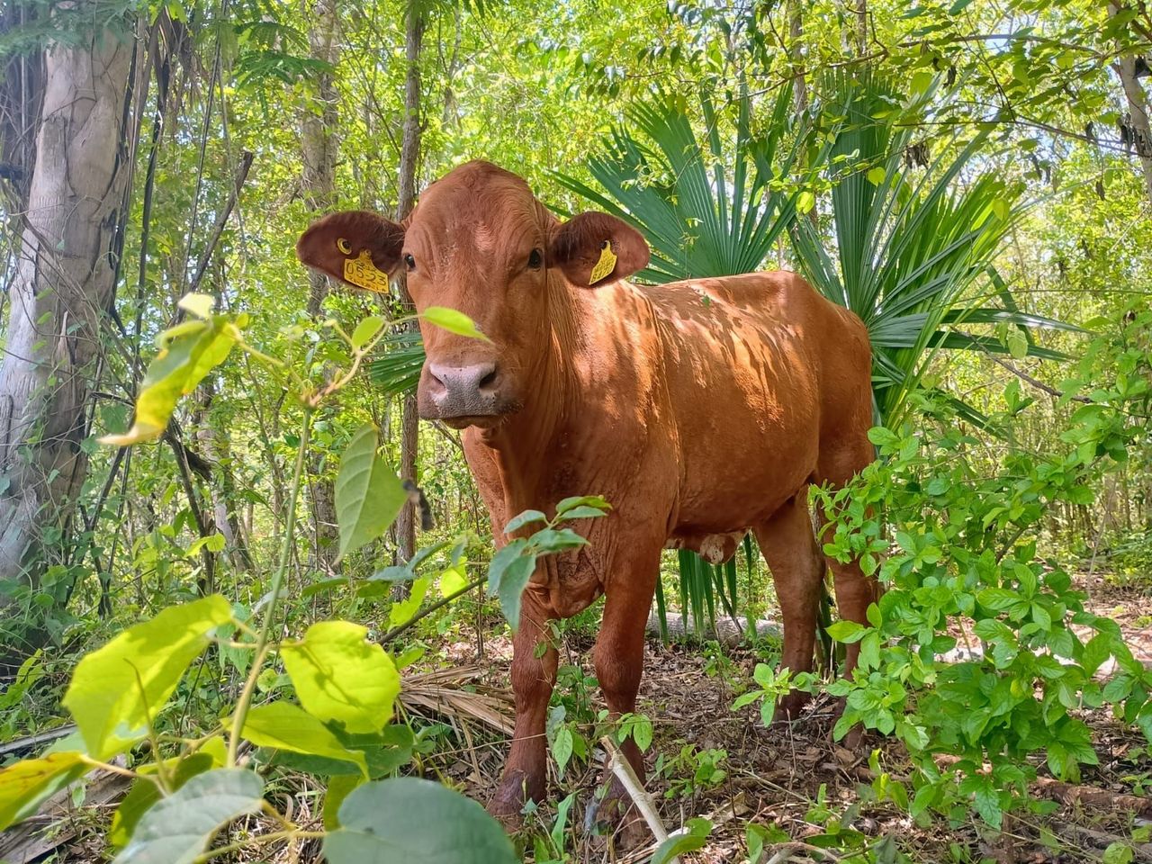 Agricultura y CCAC convocan a presentar proyectos para mitigar las emisiones de metano del sector ganadero