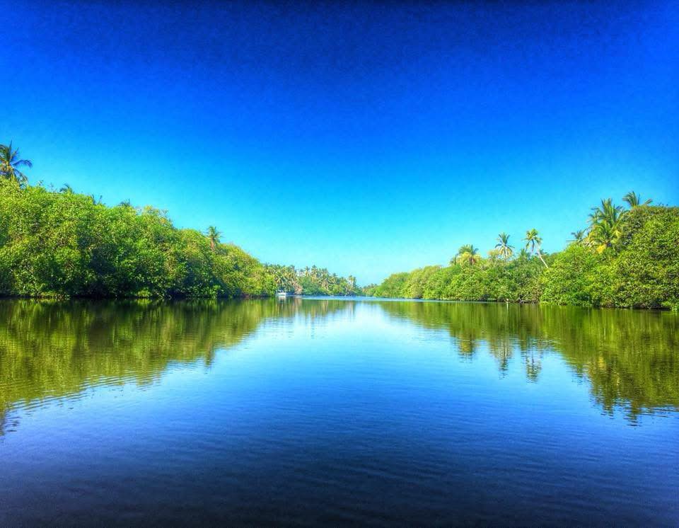 Manglares de Yucatán a Chiapas: cómo estos ecosistemas son vitales para la biodiversidad
